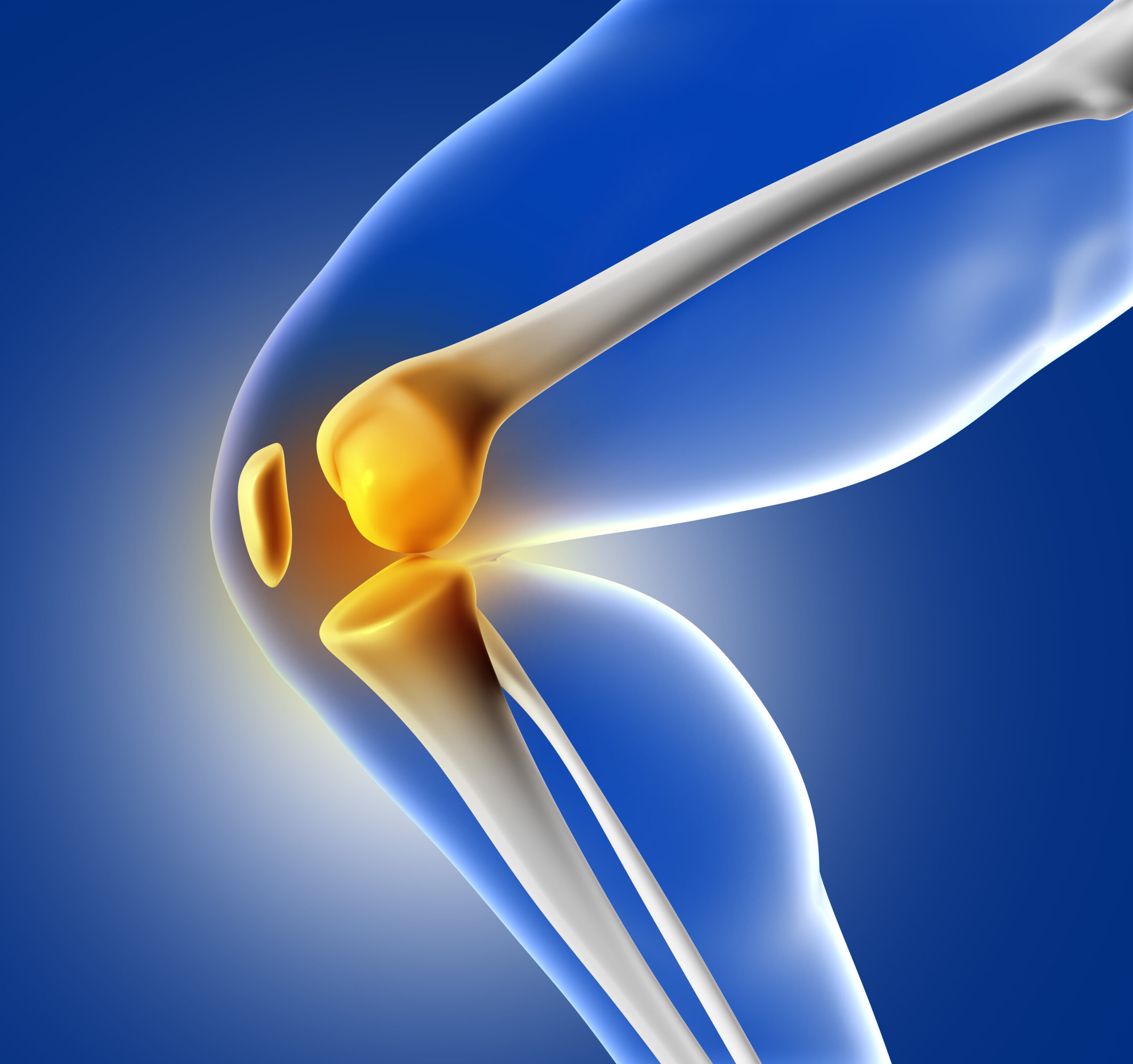 image of a knee joint